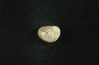 藏品(小石蜑螺)的圖片